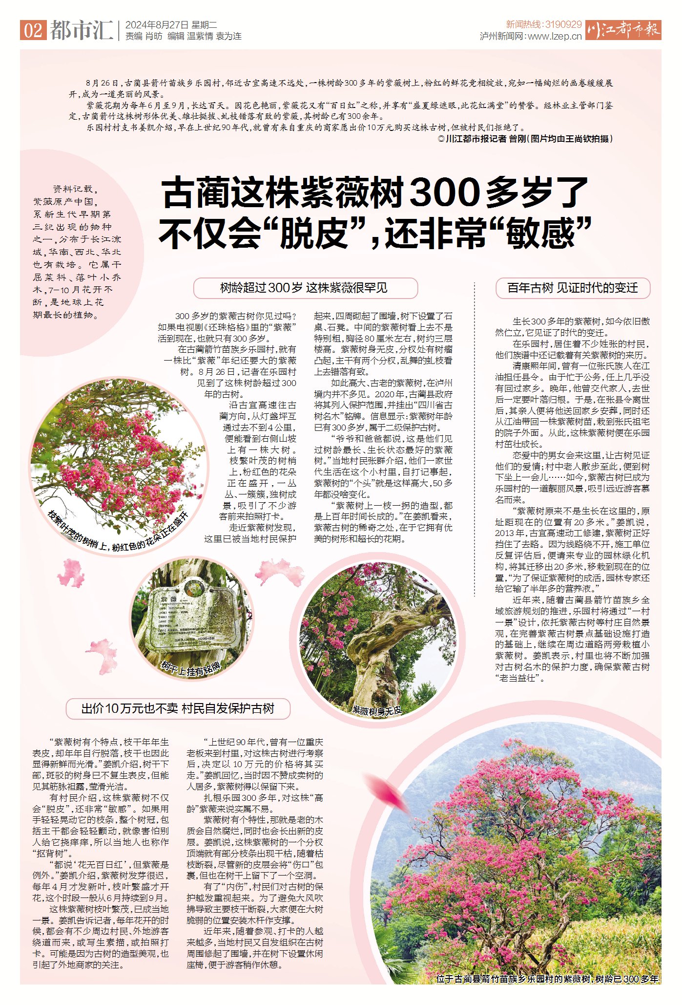 泸州：300多岁古蔺“怕痒”紫薇金秋花正红(图10)